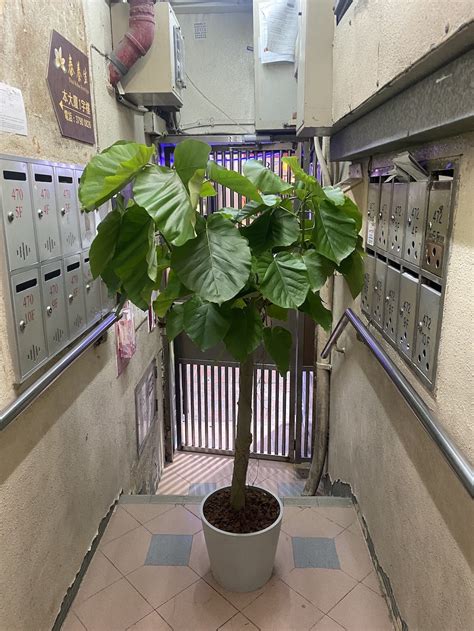 愛心榕|Ficus umbellata 愛心榕